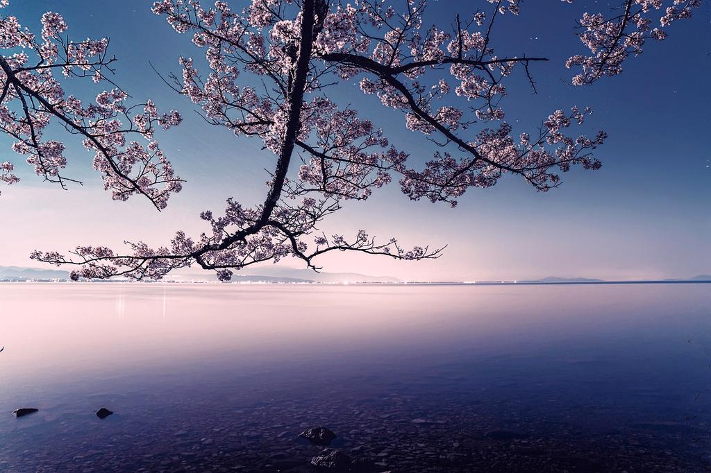 Family walking among cherry blossoms in Japan during spring
